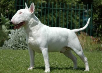 bull_terrier_cane_sbrana_facebook_2017