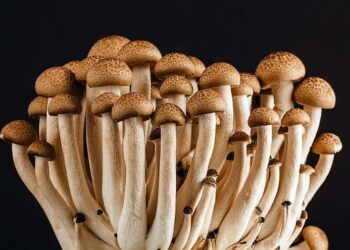 Presunto avvelenamento da funghi in Australia