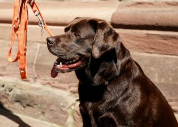 labrador_cane_web_2017