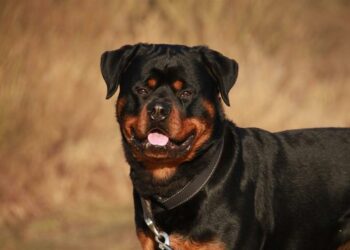 rottweiler_cani_pixabay