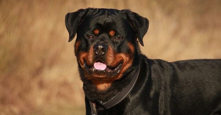 rottweiler_cani_pixabay