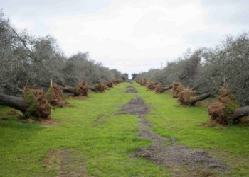 xylella_ulivi_salento_puglia_lapresse_2018