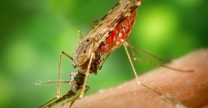 La zanzara della malaria