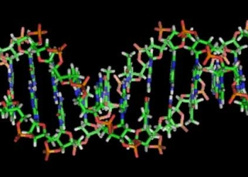 DNA_double_helixR439