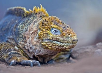 iguana_galapagosR439