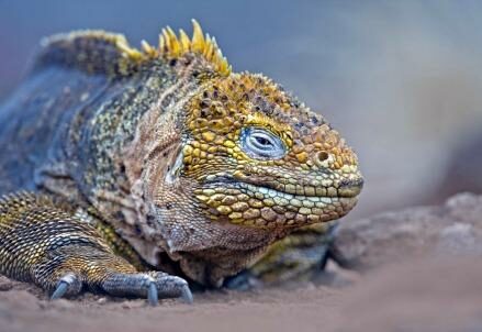 iguana_galapagosR439