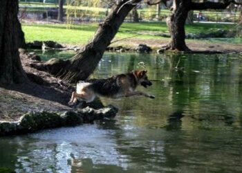 parco-natura-cane-lago