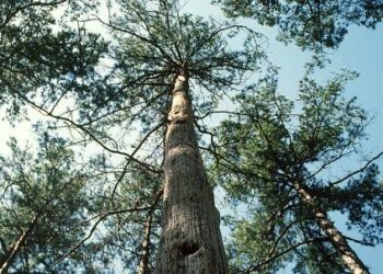 latifoglie_americane_di_forest_e_sawmill_Ahec_439