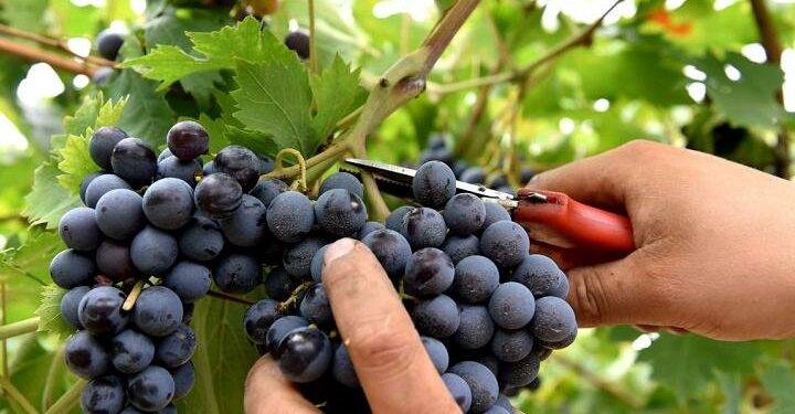 vendemmia_settembre_facebook