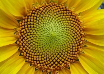 42_SiA_Fibonacci_Sequence_Fiore_Girasole_439x302