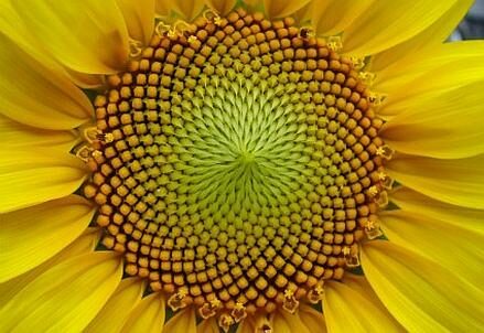 42_SiA_Fibonacci_Sequence_Fiore_Girasole_439x302