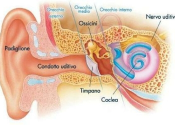 Orecchio_esterno_Durigo_439x302