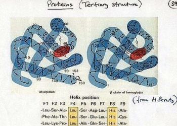 Tortora_emoglobina_Perutz_439x302_better