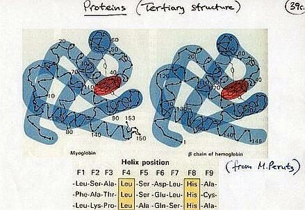 Tortora_emoglobina_Perutz_439x302_better