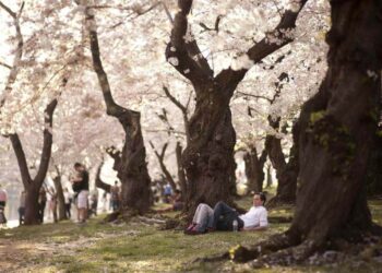 alberi_in_fiore