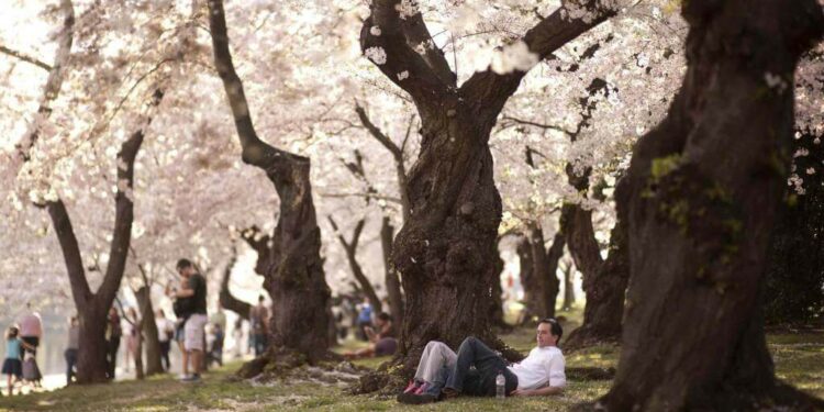 alberi_in_fiore