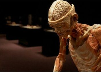 cadavere_mostra_R375