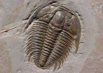 trilobita_R400