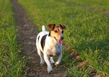 cane_jack_russel_pixabay