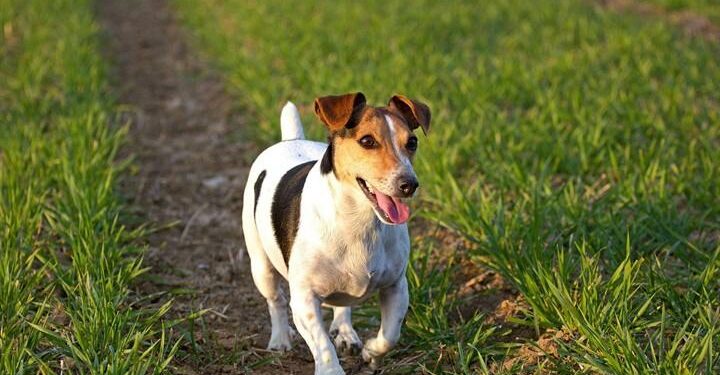 cane_jack_russel_pixabay