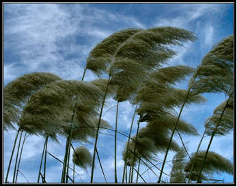 palme al vento