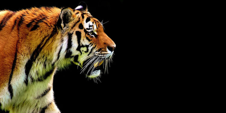 Una splendida tigre in azione