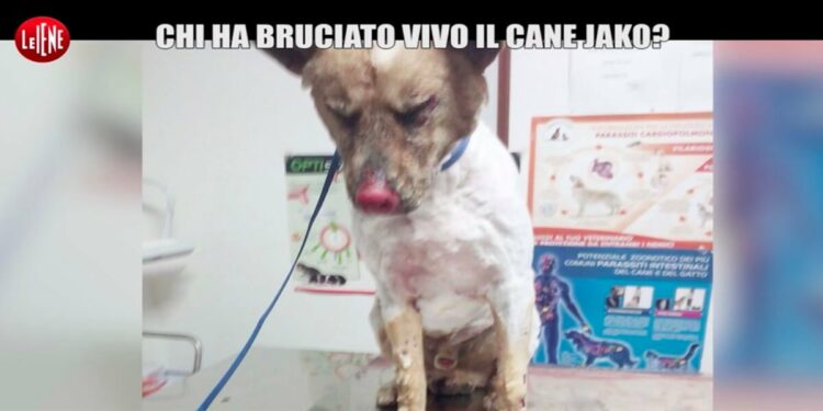 Jako, cane legato e bruciato vivo: chi lo ha ucciso?