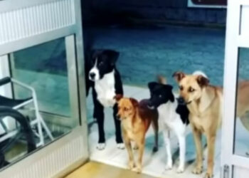 Senzatetto ricoverato, i cani lo aspettano fuori dall'ospedale per ore