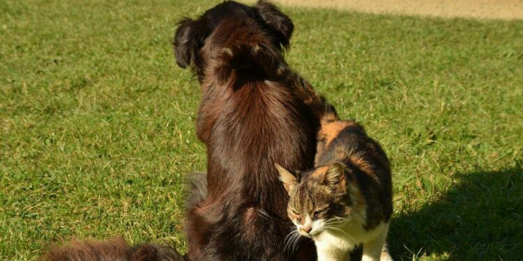 cane e gatto