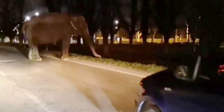 Elefante in strada a Segrate (foto da Twitter)