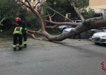 Crolla albero in centro a Roma