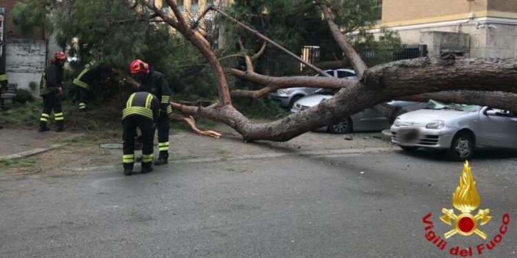 Crolla albero in centro a Roma