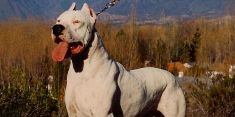 Esemplare di dogo argentino