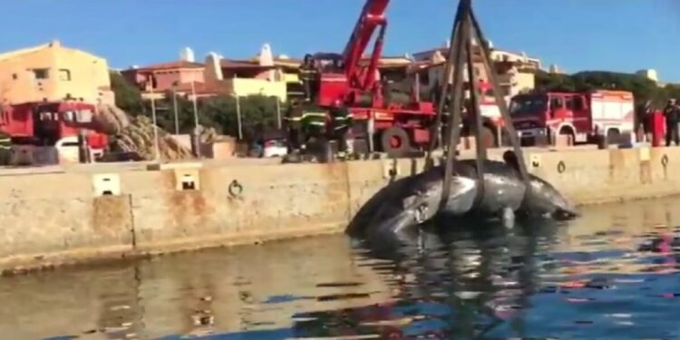 Capodoglio spiaggiato in Sardegna