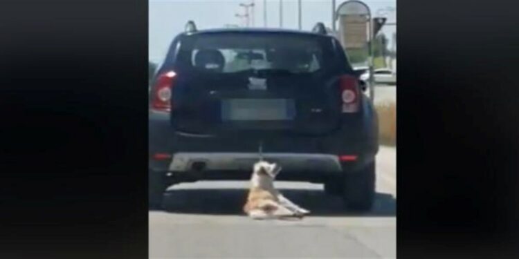 Cane trascinato da auto a Trani