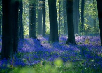 La cosiddetta "Foresta blu" vicino ad Halle, in Belgio (LaPresse)