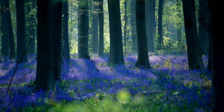 La cosiddetta "Foresta blu" vicino ad Halle, in Belgio (LaPresse)