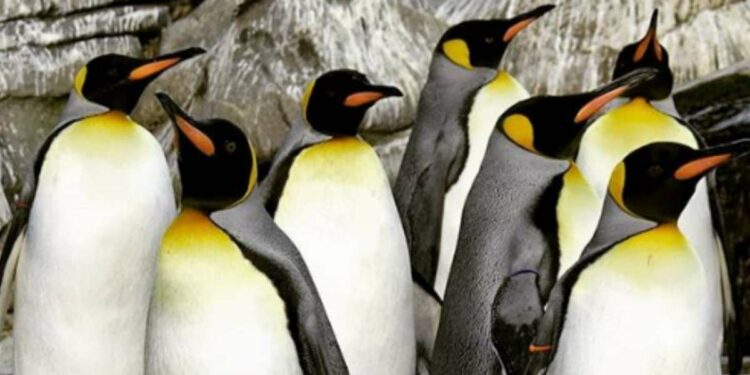 Pinguini gay dello Zoo di Berlino, foto da Instagram