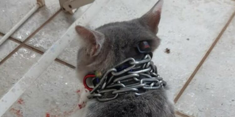 Gatto con catena al collo lanciato a Latina, foto web