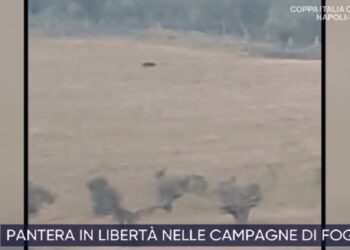 Pantera nera a San Severo foggia