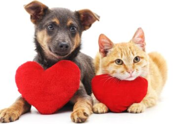 San Valentino, cane e gatto