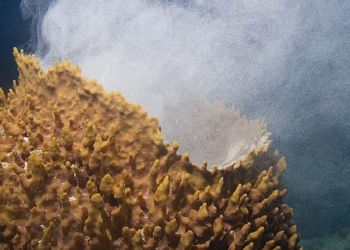 Smoking sponge, un esemplare  di grande spugna tropicale, mentre emette una nuvola di spermatozoi.