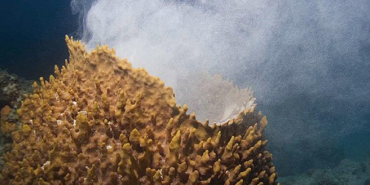 Smoking sponge, un esemplare  di grande spugna tropicale, mentre emette una nuvola di spermatozoi.