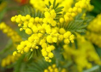 Mimosa, festa della donna (Pixabay)