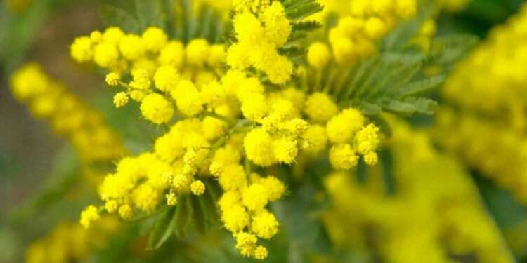 Mimosa, festa della donna (Pixabay)