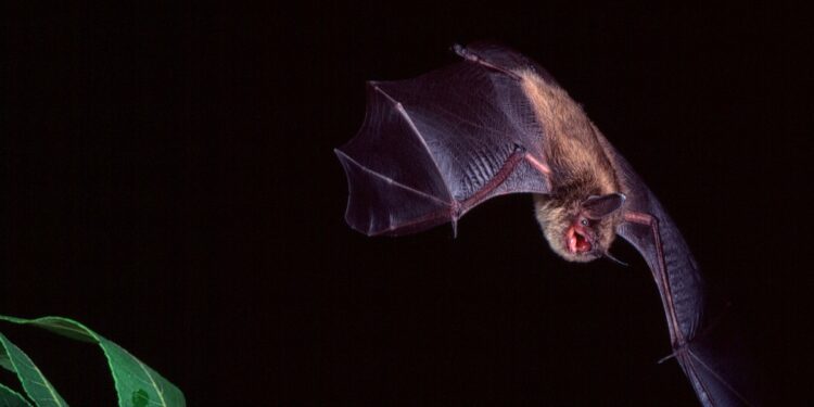 Coronavirus SARS: i pericoli dei pipistrelli (Foto LaPresse)