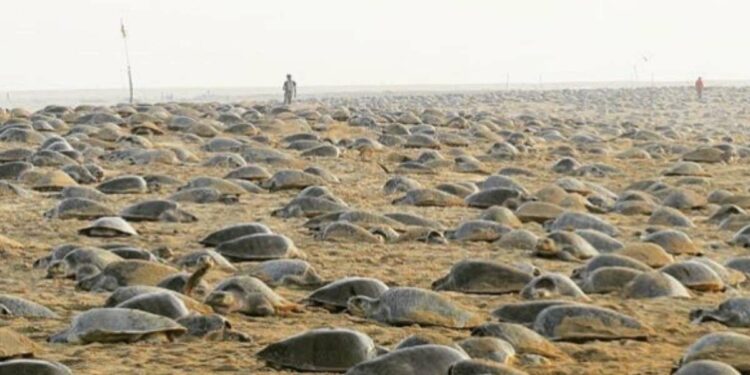 Tartarughe marine nidificano sulla spiaggia in India (foto Instagram)