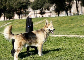 passeggiata con il cane