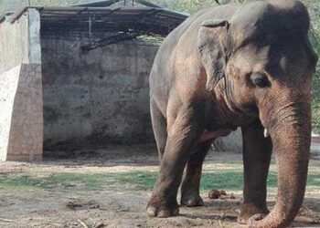 Elefante Kaavan (Foto Twitter)