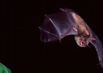 pipistrelli